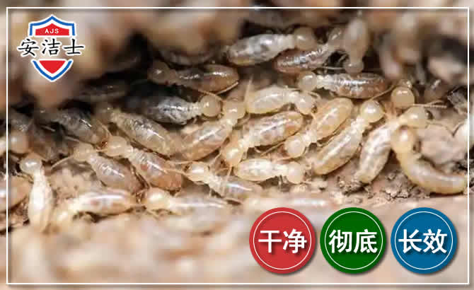 闵行区白蚁防治