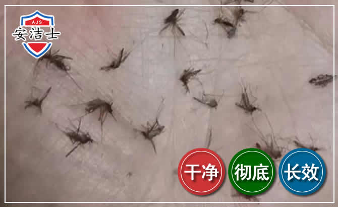 闵行区蚊子防治-灭蚊