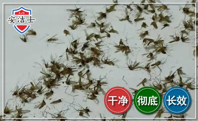 闵行区苍蝇防治-灭蝇