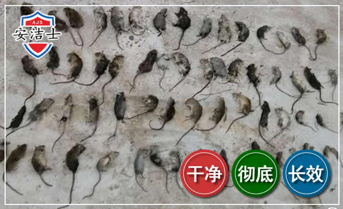 闵行区鼠害防治-灭鼠