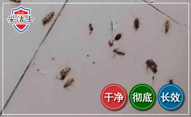 闵行区蟑螂防治-灭蟑螂