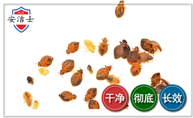 闵行区臭虫防治-消灭臭虫